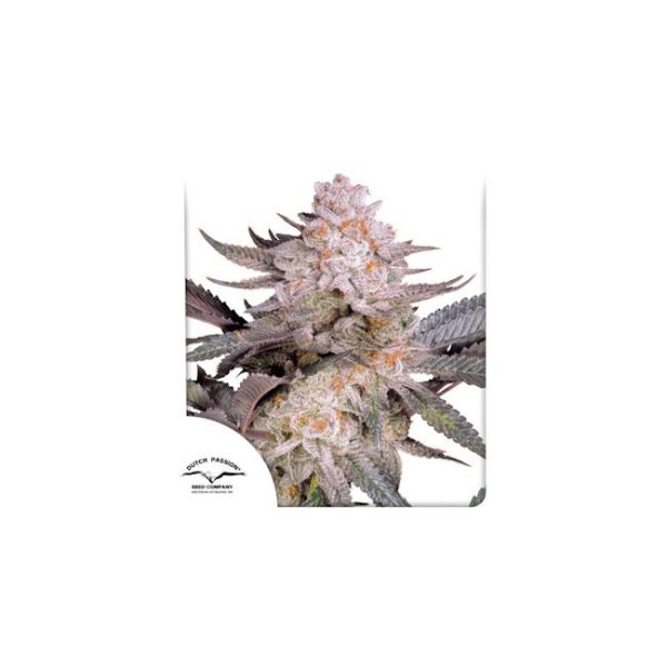 Orange Bud 2.0 Feminised Seeds - 10