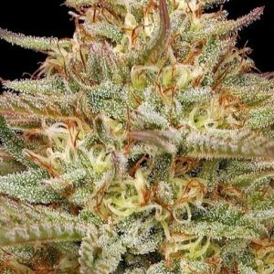 Orange Creampop Feminised Seeds - 10
