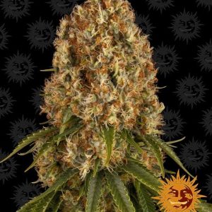Orange Sherbert Feminised Seeds - 10
