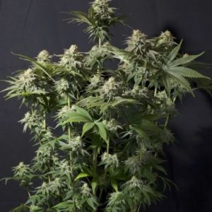 Orange Sherbet FAST Feminised Seeds - 2