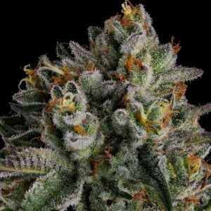 OC Oranges Feminised Seeds - 7
