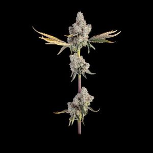 Overtime Feminised Seeds - 6