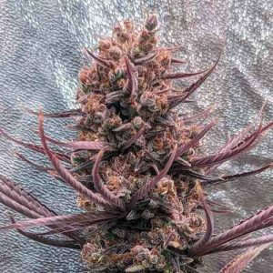 Panama Haze Regular Seeds - 10