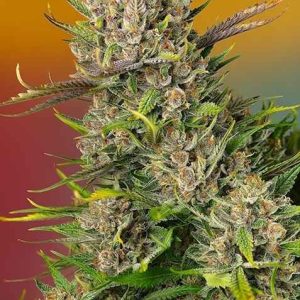 Papaya Zoap Auto Feminised Seeds - 5