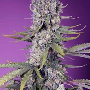 Papaya Zoap F1 FAST Feminised Seeds - 5