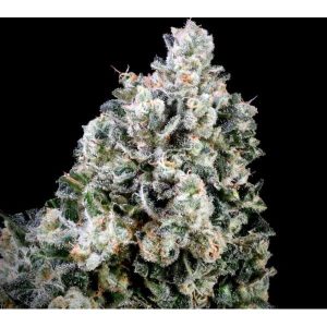 Papaya Candy FAST Feminised Seeds - 5 + 2