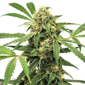 Paranormal Auto Feminised Seeds - 6