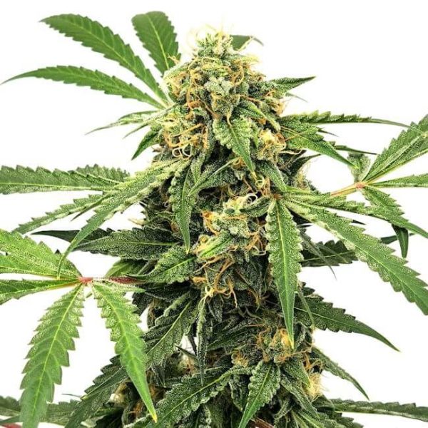 Paranormal Auto Feminised Seeds - 6