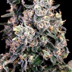 Peanut Butter Bomb FAST Feminised Seeds - 5+2