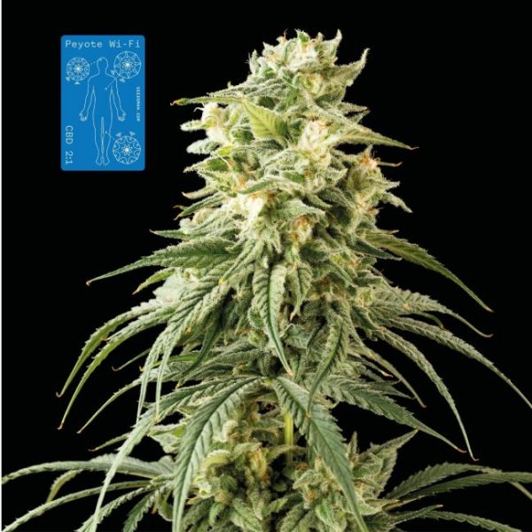 Peyote Wi-Fi CBD 2:1 Feminised Seeds - 1 Pack - Seedsman - Image 2