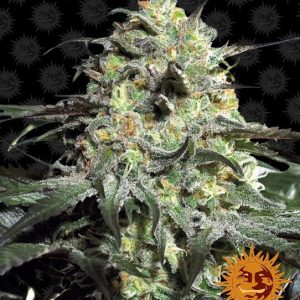 Peyote Cookies Feminised Seeds - 10
