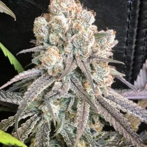 Pillow Talk Feminised Seeds - 6