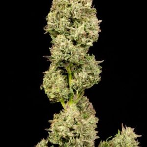 Pilot Light Auto Feminised Seeds - 5+2