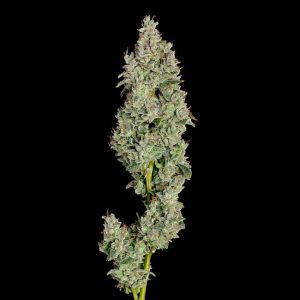 Pineapple Daddy Auto Feminised Seeds - 6