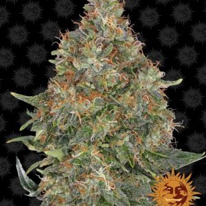 Pineapple Express Auto Feminised Seeds - 10