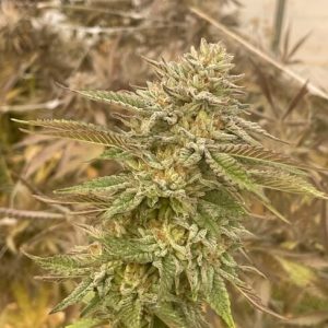 Pineapple OG Feminised Seeds - 10