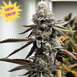 Pineapple Punk Feminised Seeds - 6