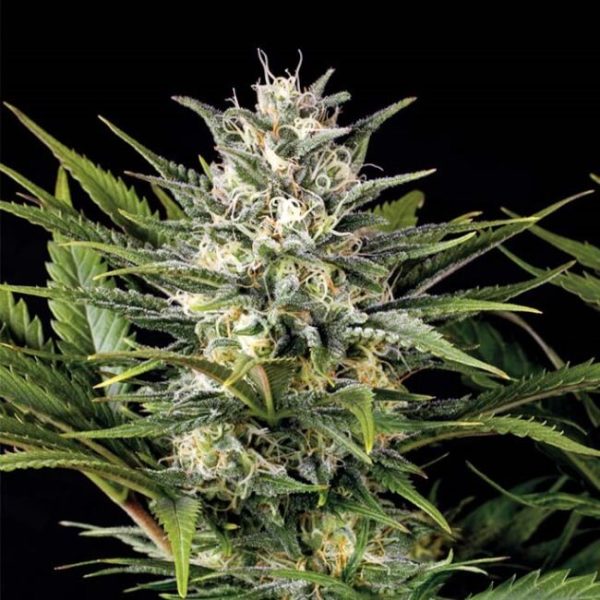Pineapple Skunk Feminised Seeds - 5 Pack - Humboldt Seed Org. - Image 2