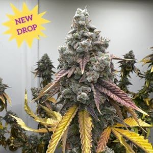 Pineapple Whip S1 Feminised Seeds - 6