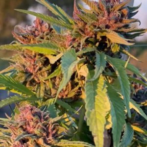 Pink Animal Crackers S1 Feminised Seeds - 6