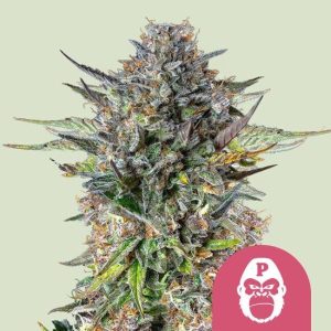 Pink Gorilla Feminised Seeds - 5