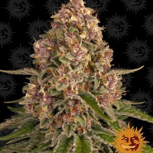 Pink Kush Feminised Seeds - 10