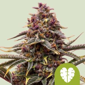 Pink Mist Auto Feminised Seeds - 5