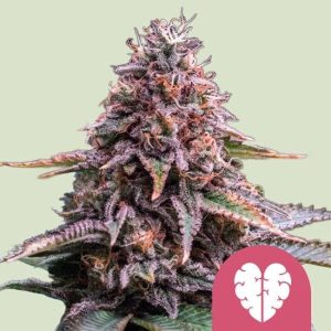 Pink Mist Feminised Seeds - 5