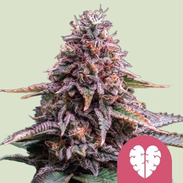 Pink Mist Feminised Seeds - 5