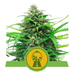 Pink Runtz Auto Feminised Seeds - 10