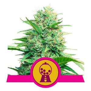 Pink Runtz Feminised Seeds - 10