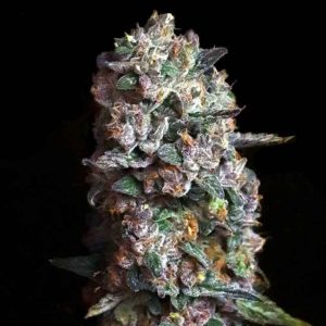 Pink Slurpee Feminised Seeds - 6