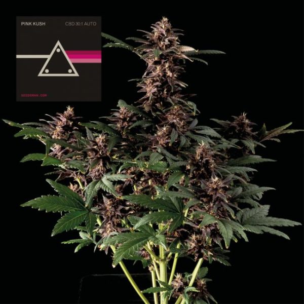 Pink Kush CBD 30:1 Auto Feminised Seeds - 10 Pack - Seedsman - Image 2