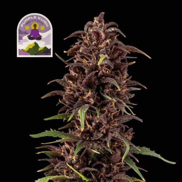 Purple Kush CBD Auto 1:1 Feminised Seeds - 10 Pack - Seedsman - Image 2