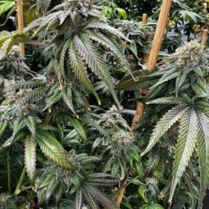 Planet Hulk S1 Feminised Seeds - 6