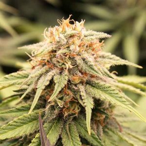 PriZmatic Feminised Seeds - 10