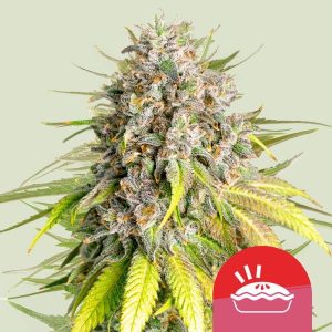 Punch Pie Feminised Seeds - 10