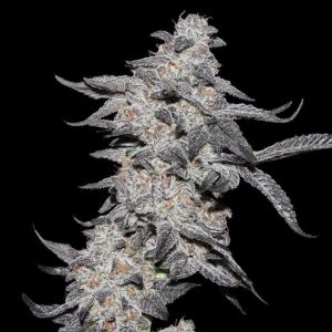 Purple Cherry Popper Feminised Seeds - 6