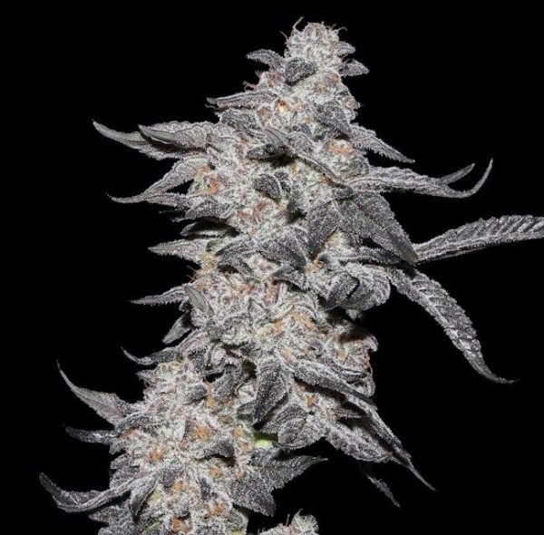 Purple Cherry Popper Feminised Seeds - 6