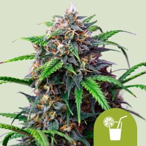 Purple Lemonade Auto Feminised Seeds - 5