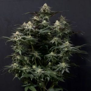 Purple Lemonade FAST Feminised Seeds - 2