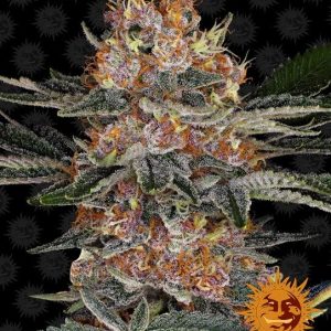 Purple Punch Auto Feminised Seeds - 10