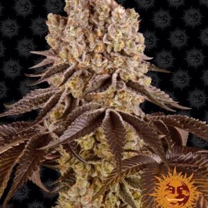 Purple Punch Feminised Seeds - 10