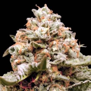 Rainbow Mints Auto Feminised Seeds - 5