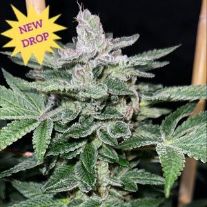Raspberry Boogie S2 Feminised Seeds - 8