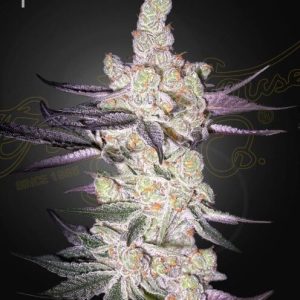 Razuberi Feminised Seeds - 5