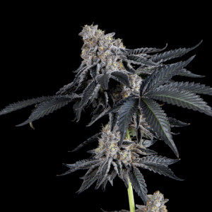 Rhapsody Feminised Seeds - 6