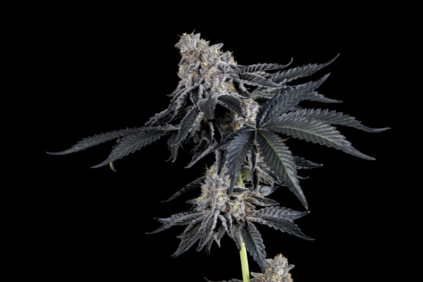 Rhapsody Feminised Seeds - 6