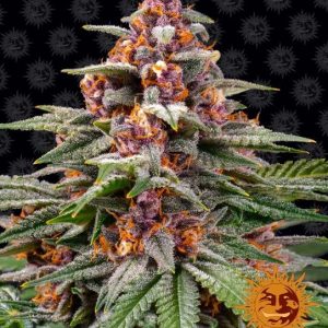 Runtz Auto Feminised Seeds - 10