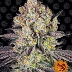 Runtz Feminised Seeds - 10